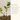 Beauty of Joseon Calming Serum : Green Tea + Panthenol 30ml Beauty of Joseon Skin Care