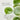 Beauty of Joseon Light On Serum : Centella + Vita C 30ml Beauty of Joseon Skin Care