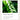 NACIFIC Phyto Niacin Brightening Essence 50ml (5% Niacinamide) Nacific Skin Care