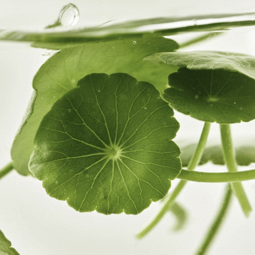 Beauty of Joseon Light On Serum : Centella + Vita 30ml