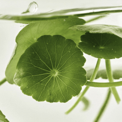 Beauty of Joseon Light On Serum : Centella + Vita 30ml