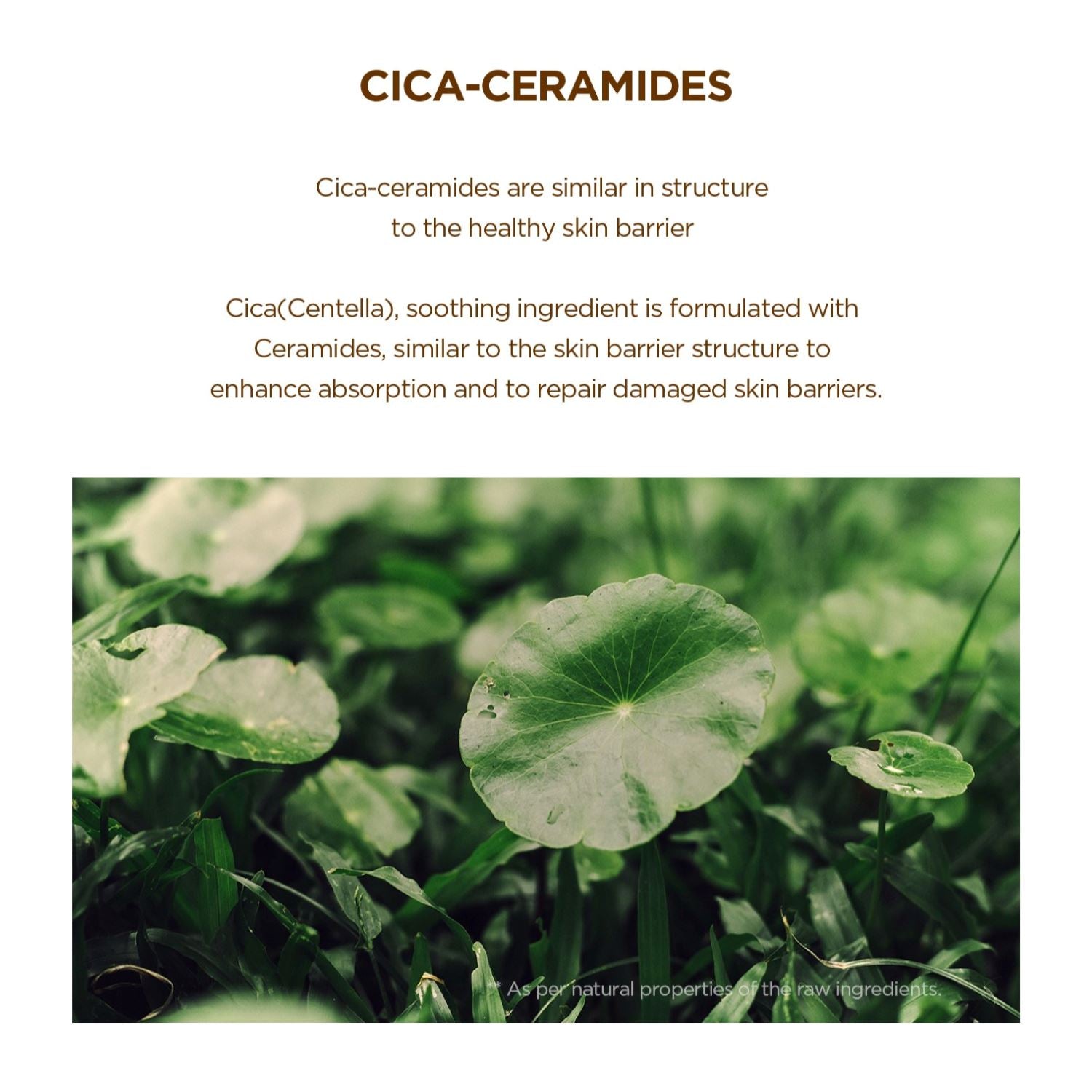 SKIN1004 Madagascar Centella Probio-Cica Bakuchiol Eye Cream 20ml - ORION XO Exclusive