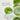 Beauty of Joseon Light On Serum : Centella + Vita C 30ml - ORION XO Exclusive