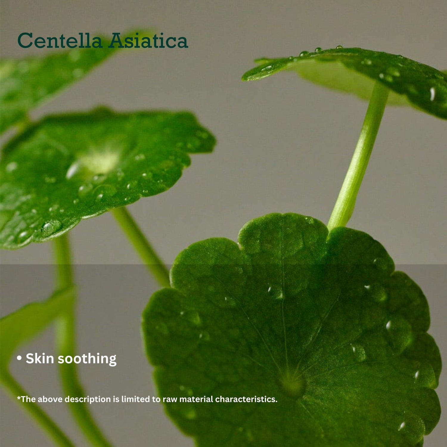 PURITO SEOUL Daily Soft Touch Sunscreen SPF50+ PA++++ 60ml Skin Care PURITO ORION XO Sri Lanka